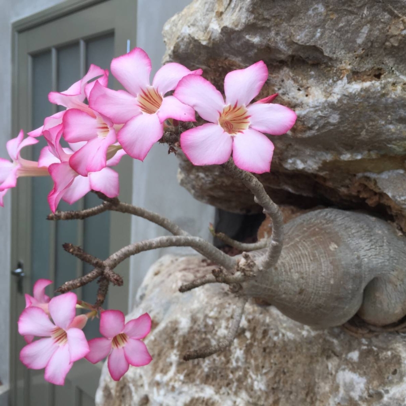 Desert Rose Adenium obesum